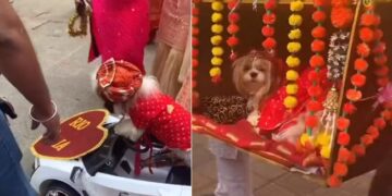 Family Gets Their Dogs Married In A Grand Wedding Ceremony | Grand Wedding Of Dogs Went Viral On Social Media The Groom Came From Car