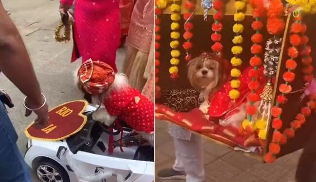 Family Gets Their Dogs Married In A Grand Wedding Ceremony | Grand Wedding Of Dogs Went Viral On Social Media The Groom Came From Car