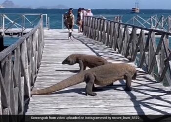 Komodo Dragon Walking Infront Of Tourists Users Scared To See This Viral Video