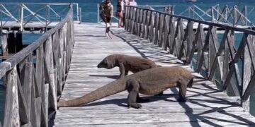 Komodo Dragon Walking Infront Of Tourists Users Scared To See This Viral Video