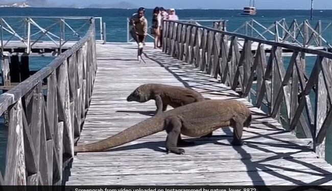 Komodo Dragon Walking Infront Of Tourists Users Scared To See This Viral Video
