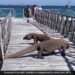 Komodo Dragon Walking Infront Of Tourists Users Scared To See This Viral Video