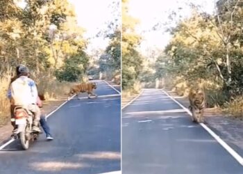Tiger Viral Video, Tiger Videos, Tiger, Bagh, Tiger At Zoo Goes Viral, Tiger Attack, Sadak Par Aa Gya Tiger, Tiger At Road