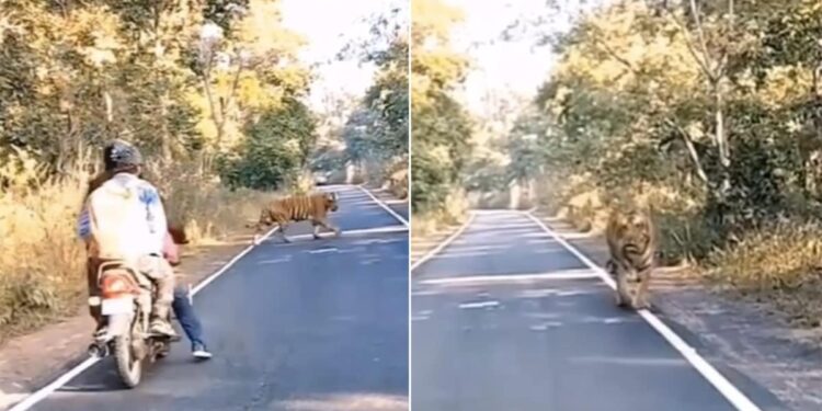 Tiger Viral Video, Tiger Videos, Tiger, Bagh, Tiger At Zoo Goes Viral, Tiger Attack, Sadak Par Aa Gya Tiger, Tiger At Road