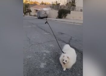 Drone Taking Dog For A Walk: Old Video Of Man Who Walked His Dog With A Drone During The Pandemic Goes Viral