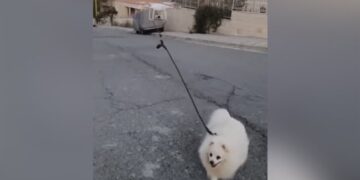 Drone Taking Dog For A Walk: Old Video Of Man Who Walked His Dog With A Drone During The Pandemic Goes Viral