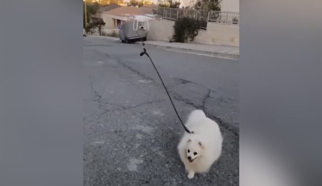 Drone Taking Dog For A Walk: Old Video Of Man Who Walked His Dog With A Drone During The Pandemic Goes Viral