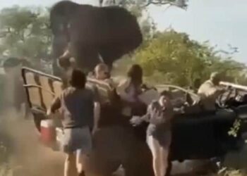 Elephant Attack Video: Angry Aggressive Elephant Suddenly Attacks Tourists Vehicle During Jungle Safari, Hathi Ka Attack