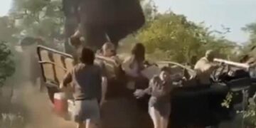 Elephant Attack Video: Angry Aggressive Elephant Suddenly Attacks Tourists Vehicle During Jungle Safari, Hathi Ka Attack