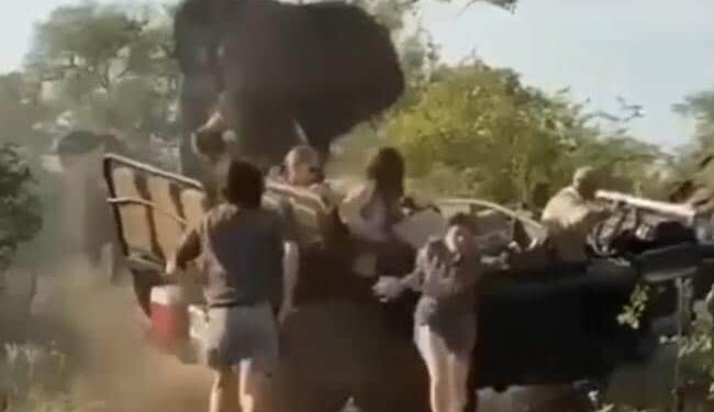 Elephant Attack Video: Angry Aggressive Elephant Suddenly Attacks Tourists Vehicle During Jungle Safari, Hathi Ka Attack