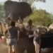 Elephant Attack Video: Angry Aggressive Elephant Suddenly Attacks Tourists Vehicle During Jungle Safari, Hathi Ka Attack