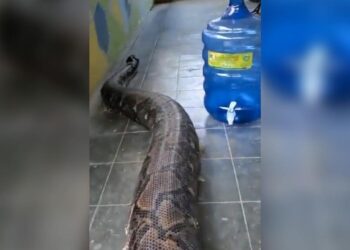 Scary Snake Video Alert: Worlds Longest Snake Reticulated Python Shocking Video, Biggest Snakes In The World, Duniya Ka Sabse Bada Aur Lamba Sanp, Saap Ka Video, Azgar Viral Video, Biggest Azgar