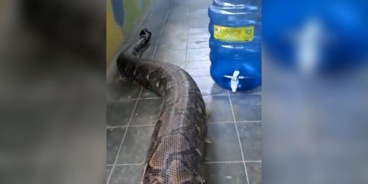 Scary Snake Video Alert: Worlds Longest Snake Reticulated Python Shocking Video, Biggest Snakes In The World, Duniya Ka Sabse Bada Aur Lamba Sanp, Saap Ka Video, Azgar Viral Video, Biggest Azgar