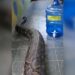 Scary Snake Video Alert: Worlds Longest Snake Reticulated Python Shocking Video, Biggest Snakes In The World, Duniya Ka Sabse Bada Aur Lamba Sanp, Saap Ka Video, Azgar Viral Video, Biggest Azgar