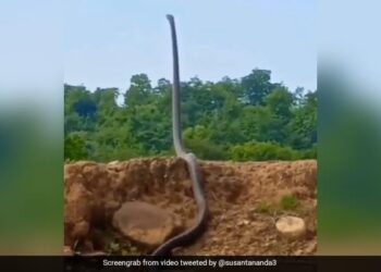 King Cobra Standing Up Lift Up To Third Of Its Body Like Humans Ifs Susanta Nanda Share Terrifying Video