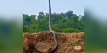 King Cobra Standing Up Lift Up To Third Of Its Body Like Humans Ifs Susanta Nanda Share Terrifying Video
