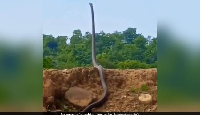 King Cobra Standing Up Lift Up To Third Of Its Body Like Humans Ifs Susanta Nanda Share Terrifying Video