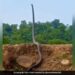 King Cobra Standing Up Lift Up To Third Of Its Body Like Humans Ifs Susanta Nanda Share Terrifying Video