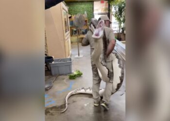 A Man Was Carrying A Giant Python On His Shoulder, Then It Happened That Instead Of Fear, He Started Laughing, Python, Python Attack, Giant Python,azgar Ka Video