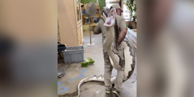 A Man Was Carrying A Giant Python On His Shoulder, Then It Happened That Instead Of Fear, He Started Laughing, Python, Python Attack, Giant Python,azgar Ka Video
