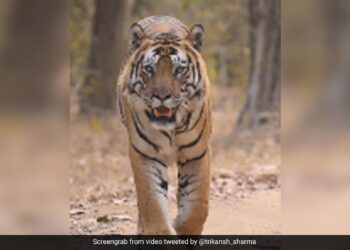Anand Mahindra Shares Video Of Tiger Walks Into Forest With Quiet Confidence Internet Amazed
