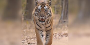 Anand Mahindra Shares Video Of Tiger Walks Into Forest With Quiet Confidence Internet Amazed