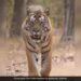 Anand Mahindra Shares Video Of Tiger Walks Into Forest With Quiet Confidence Internet Amazed
