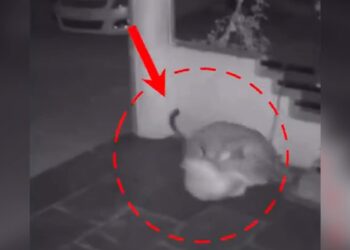 WATCH Pune: Stray Leopard Drags, Kills Pet Dog In Hinjewadi Infotech Park | Leopard Attacks Pet Dog In Pune, Leopard Attack Video, Pet Dog Video