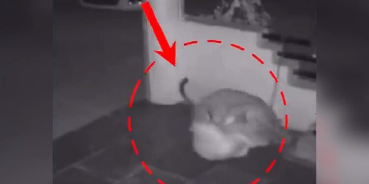 WATCH Pune: Stray Leopard Drags, Kills Pet Dog In Hinjewadi Infotech Park | Leopard Attacks Pet Dog In Pune, Leopard Attack Video, Pet Dog Video