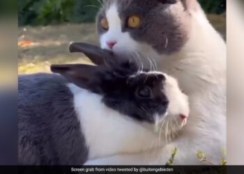 Adorable Video Of A Cat And A Rabbit Is What Friendship Goals Look Like You Will Also Say So Cute