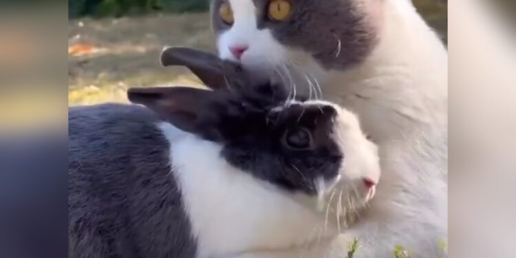 Adorable Video Of A Cat And A Rabbit Is What Friendship Goals Look Like You Will Also Say So Cute
