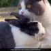 Adorable Video Of A Cat And A Rabbit Is What Friendship Goals Look Like You Will Also Say So Cute