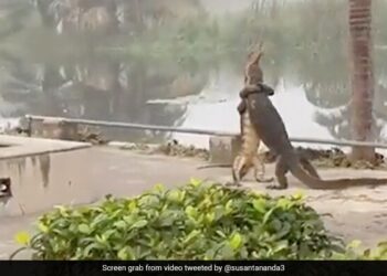 2 Big Lizards Were Seen Hugging Each Other: Forest Officer Shares Video Of Two Reptiles Fighting While Standing Up