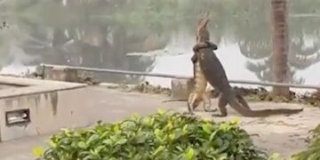 2 Big Lizards Were Seen Hugging Each Other: Forest Officer Shares Video Of Two Reptiles Fighting While Standing Up