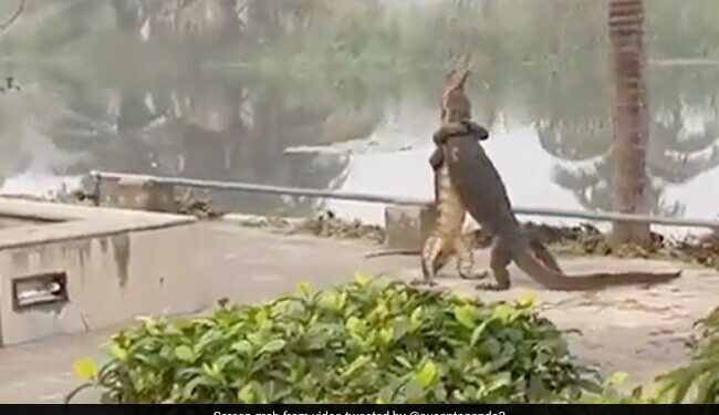 2 Big Lizards Were Seen Hugging Each Other: Forest Officer Shares Video Of Two Reptiles Fighting While Standing Up