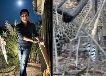 Video Of Leopard Roaming In The Jungle: Legendary Cricketer Sachin Tendulkar Shares Incredible Video Of Leopard From One Of His Jungle Safari Adventures