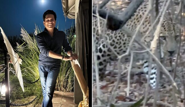 Video Of Leopard Roaming In The Jungle: Legendary Cricketer Sachin Tendulkar Shares Incredible Video Of Leopard From One Of His Jungle Safari Adventures