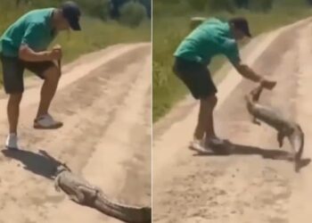 Baby Crocodile Attack Viral Video: Man Try To Attack Baby Crocodile With Pocket Knife Alligator Eat Hand, Magarmach Ka Video