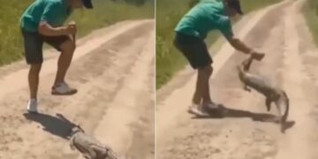 Baby Crocodile Attack Viral Video: Man Try To Attack Baby Crocodile With Pocket Knife Alligator Eat Hand, Magarmach Ka Video