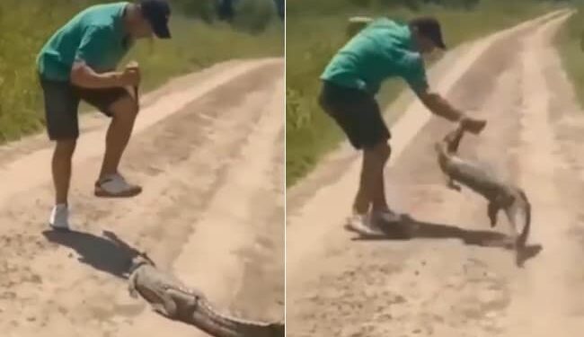 Baby Crocodile Attack Viral Video: Man Try To Attack Baby Crocodile With Pocket Knife Alligator Eat Hand, Magarmach Ka Video