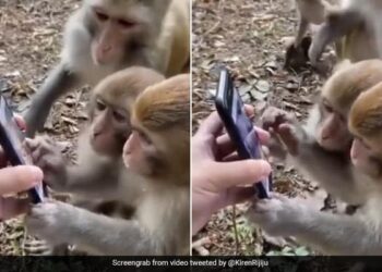 Viral Video: Monkeys Were Seen Kissing On The Childs Forehead, Users Are Losing Heart Seeing Such Friendship