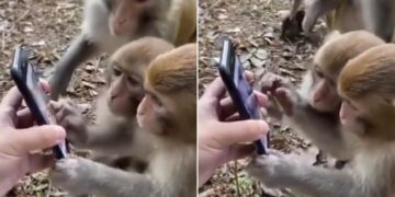 Viral Video: Monkeys Were Seen Kissing On The Childs Forehead, Users Are Losing Heart Seeing Such Friendship
