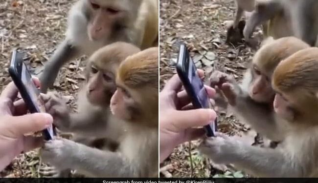 Viral Video: Monkeys Were Seen Kissing On The Childs Forehead, Users Are Losing Heart Seeing Such Friendship