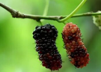 तस्वीर में दिख रहे फल के बारे में कितना जानते हैं आप? क्या इसका नाम पता है आपको?