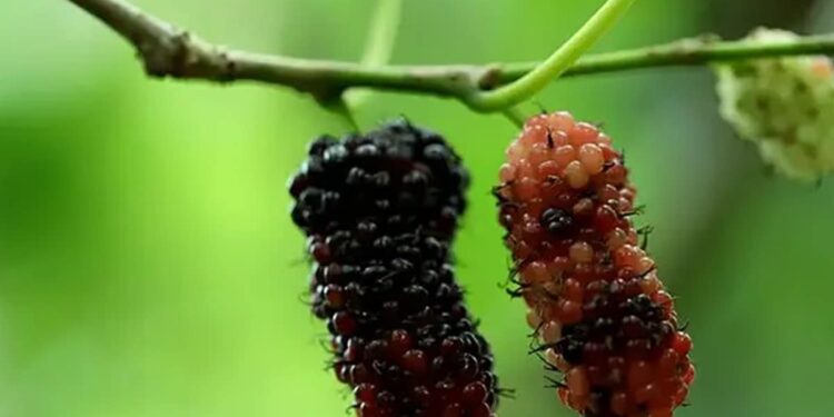 तस्वीर में दिख रहे फल के बारे में कितना जानते हैं आप? क्या इसका नाम पता है आपको?