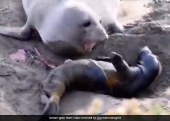 Mother Seal Heartwarming Reaction After Her Stillborn Baby Moves Internet Says What A Moment