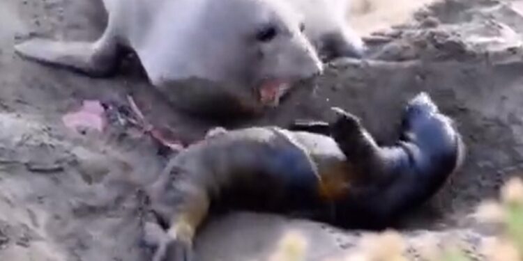Mother Seal Heartwarming Reaction After Her Stillborn Baby Moves Internet Says What A Moment