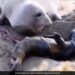Mother Seal Heartwarming Reaction After Her Stillborn Baby Moves Internet Says What A Moment