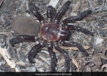 Terrifying Pics Of New Species Of Rare Gigantic Trapdoor Spider Found In Australia Goes Viral