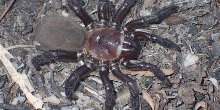 Terrifying Pics Of New Species Of Rare Gigantic Trapdoor Spider Found In Australia Goes Viral